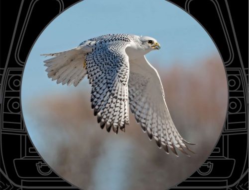 Magnificent Gyrfalcon (Falco Rusticolus) in Mid-flight Custom Tire Cover
