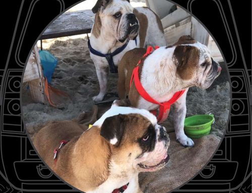Two Dogs Portrait Custom Tire Cover